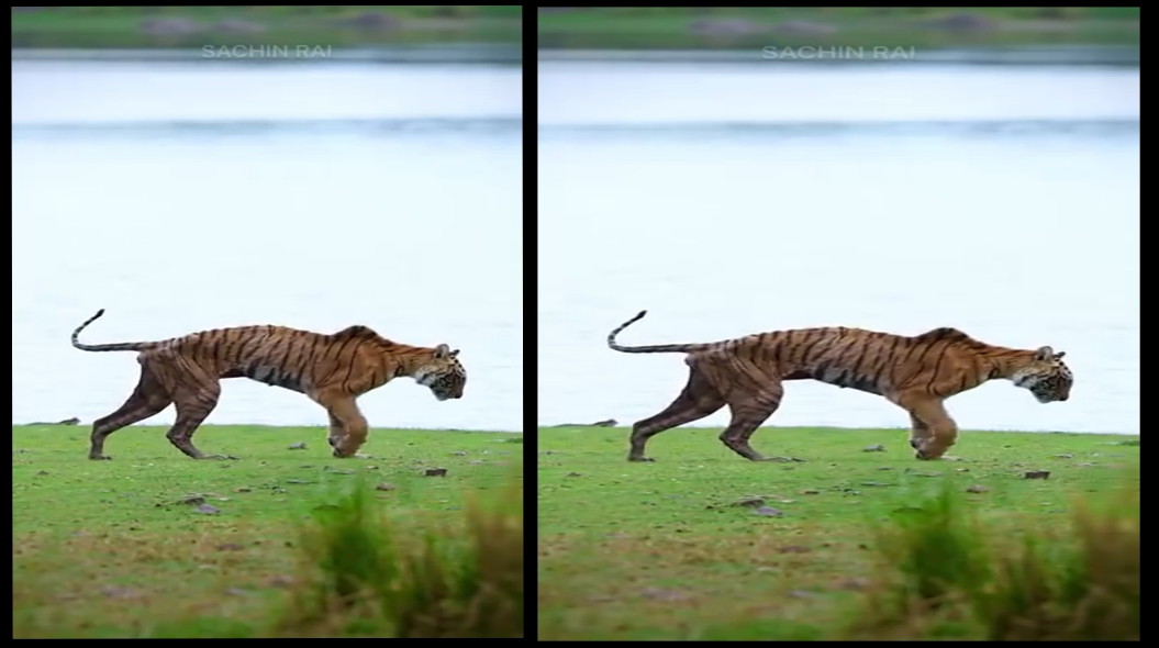 Arrowhead’s Final Walk: Ranthambore’s Queen Leaves the Jungle in Tears.